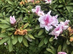 Rhododendron