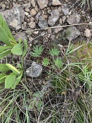 Craterostigma wilmsii