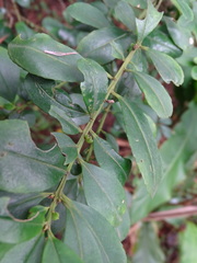 Ilex maximowicziana