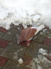 Columba livia domestica