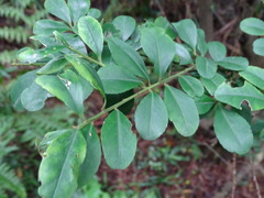 Ilex maximowicziana