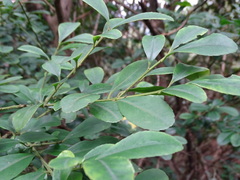 Ilex maximowicziana