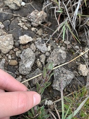 Craterostigma wilmsii