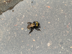 Bombus