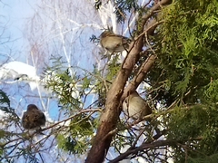 Passer domesticus