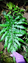 Dryopteris scottii