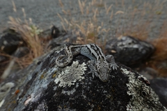 Diplodactylidae