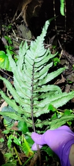 Dryopteris scottii