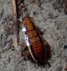 Drymaplaneta heydeniana