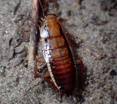 Drymaplaneta heydeniana