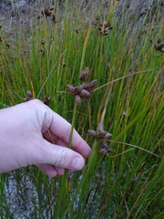 Bolboschoenus caldwellii