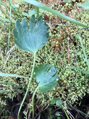Ranunculus sulphureus
