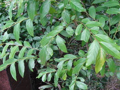 Glochidion lanceolatum