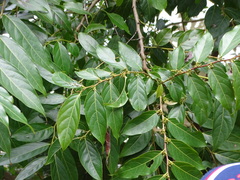 Glochidion lanceolatum