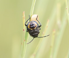 Aplerotus maculatus