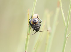 Aplerotus maculatus