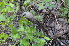 Tyrannus melancholicus