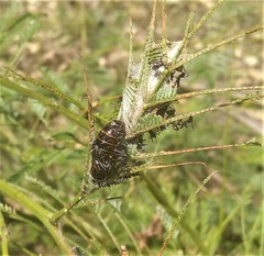 Jalmenus evagoras
