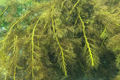 Cystophora moniliformis