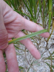 Bolboschoenus caldwellii