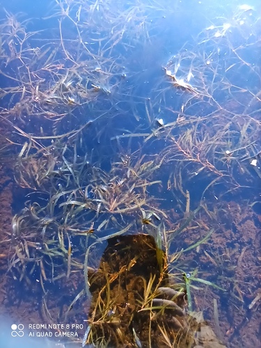 Blunt-leaved pondweed (Potamogeton obtusifolius)