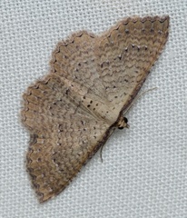 Chrysolarentia microcyma