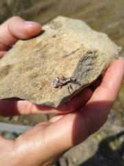 Agathinus tridens