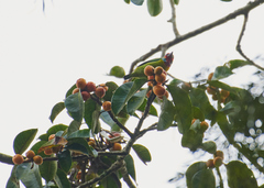 Psilopogon malabaricus