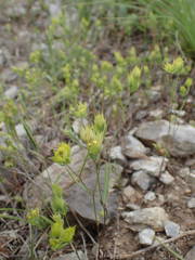 Bupleurum baldense