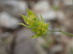 Bupleurum baldense
