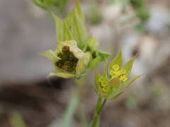 Bupleurum baldense