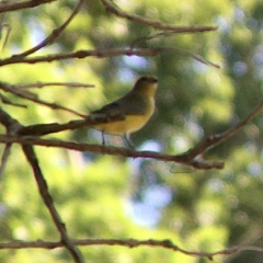 Euphonia chlorotica
