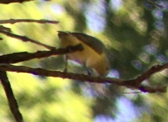 Euphonia chlorotica