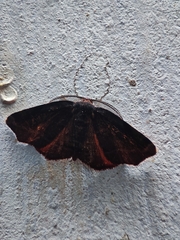 Achrosis rondelaria