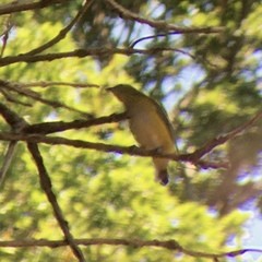 Euphonia chlorotica