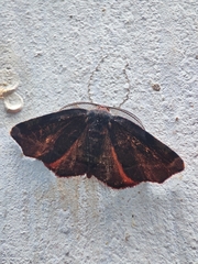 Achrosis rondelaria