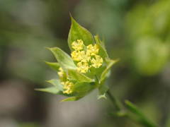 Bupleurum baldense