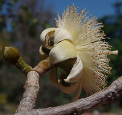 Adansonia suarezensis