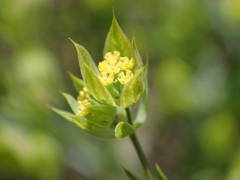Bupleurum baldense