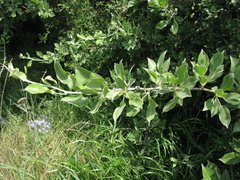 Pyrus nivalis