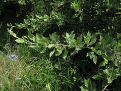 Pyrus nivalis