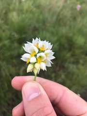 Schizochilus flexuosus