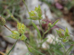 Bupleurum baldense
