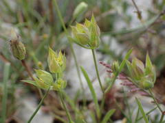 Bupleurum baldense
