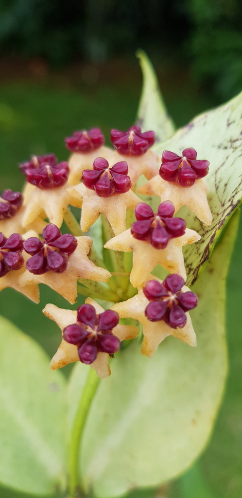 Hoya polyneura