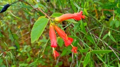 Helicteres pentandra