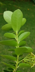 Hoya cumingiana