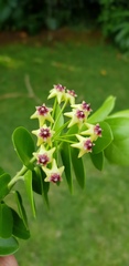 Hoya cumingiana