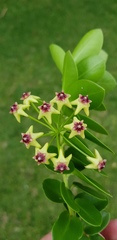Hoya cumingiana