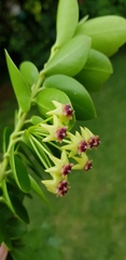 Hoya cumingiana